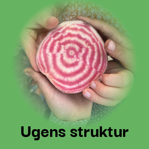 Ugens struktur